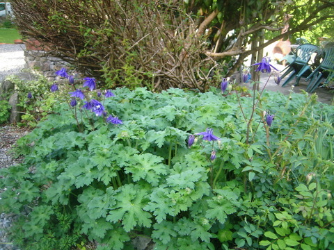 Columbine in geranium patch.JPG